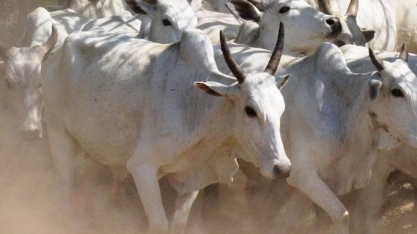 Boi gordo: Indústria reage e cotações têm queda; confira os preços