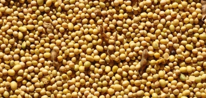 Indústria de soja prevê margem menor no Brasil com guerra comercial