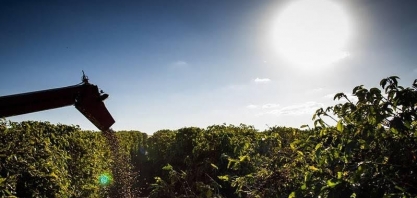 Preço do café volta a subir em Nova York com receio sobre oferta no Brasil