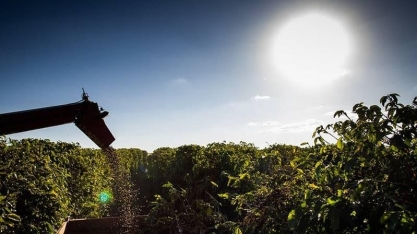 Preço do café volta a subir em Nova York com receio sobre oferta no Brasil