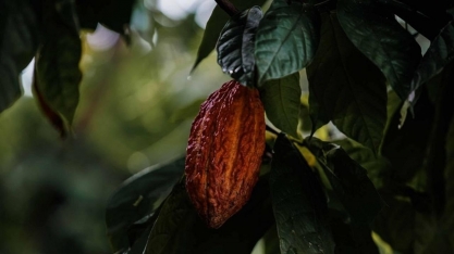 Preços de cacau, café e suco registram forte alta na bolsa de Nova York