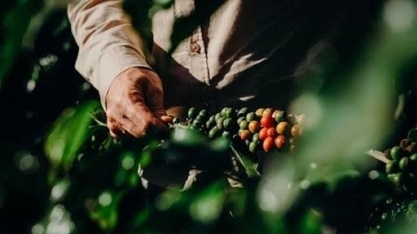 Preço do café registra forte baixa em NY em dia de movimentos técnicos