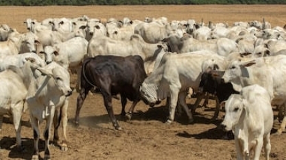 Naturalmente, o ativo do agro é a natureza – Por Roberto Waack