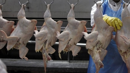 Gripe aviária: suspensão das exportações de frango pode custar US$ 150 mi