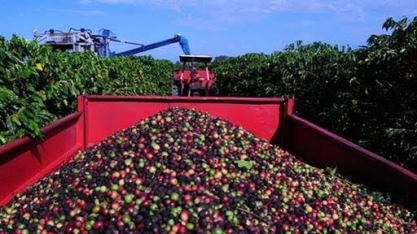 Preço do café recua em NY com previsões de safra otimistas