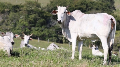 Preço do boi gordo estabiliza em São Paulo
