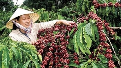 Vietnã avança mais do que o Brasil no café com valor agregado