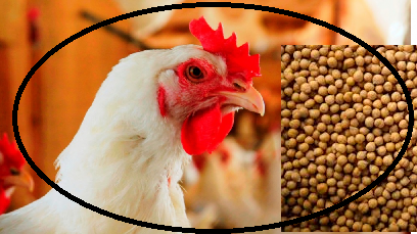 Em tempos de gripe aviária, só frango e soja sobem no mês