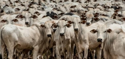 Arroba do boi gordo: Como o mercado se comportou neste início de semana