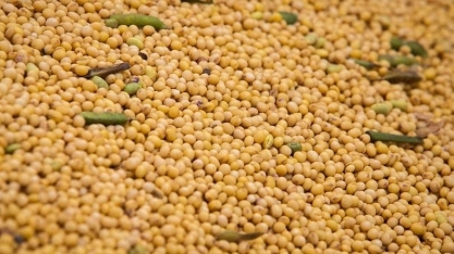 Soja: Alta de Chicago e queda do dólar impactam preços no Brasil