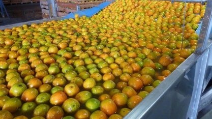 Preços da laranja encerram abril em queda