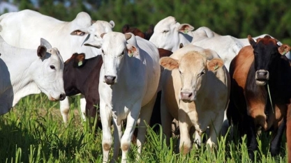 Pecuarista com produção em três países conta diferenças de custo e rendimento