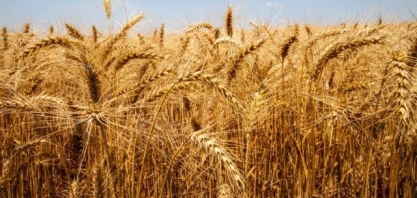 Paranaenses voltam a reduzir área de plantio de trigo neste ano