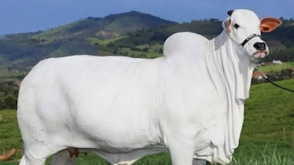As supervacas brasileiras dominam o mundo