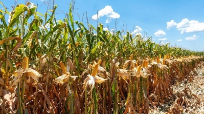 Projeção para colheita mundial de grãos cresce para 2,375 bi de toneladas