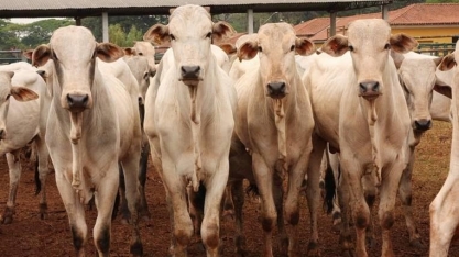 Semana foi marcada por queda da arroba do boi