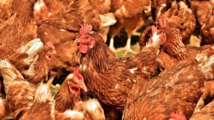 Sete municípios são investigados por casos de gripe aviária