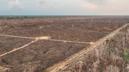 Relatório mostra que minoria do agro lidera desmatamento no país