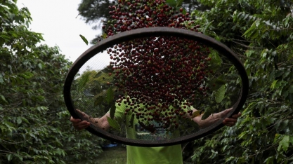 Colheita de café arábica mostra safra menor com grãos de boa qualidade