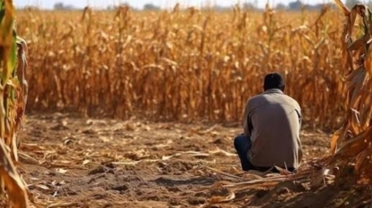 Falhas de gestão e perdas na safra fazem recuperação judicial avançar