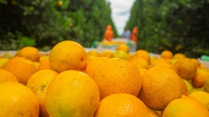 Fim da crise: Colheita de laranja deve crescer 36% em 2025/26