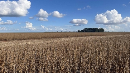 Soja recua em Chicago mesmo diante de possível negociação entre EUA e China