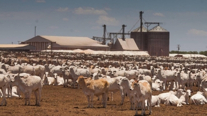 Preço do boi gordo encerra a semana com estabilidade na maioria das regiões