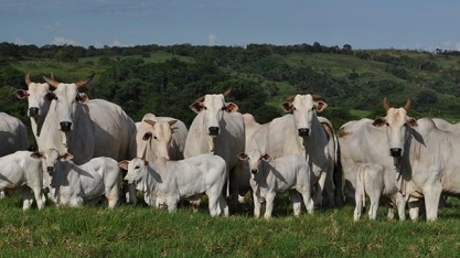 Exportações sustentam preços do boi gordo em mercado de valorização contida