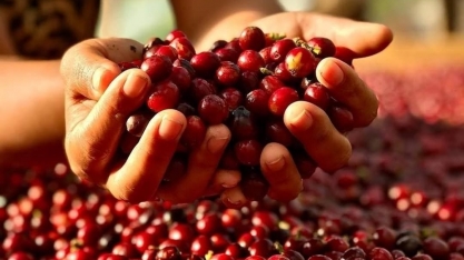 Café: Agricultura regenerativa faz produtora reduzir em 40% os custos