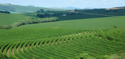 Em queda, preços do café atingem mínima de cinco meses em Nova York