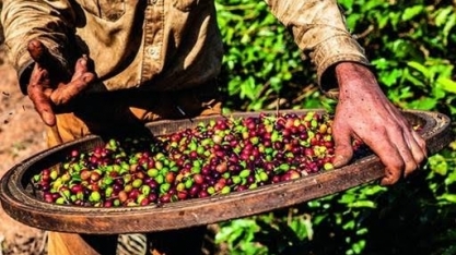 Café sobe 3% em Nova York de olho nas baixas temperaturas do Brasil