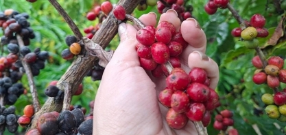 Café:Clima e safra do Brasil podem levar preço do grão a novas quedas em NY
