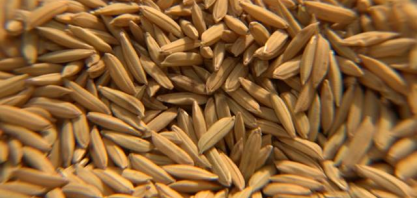 Importações de arroz superam as exportações em maio