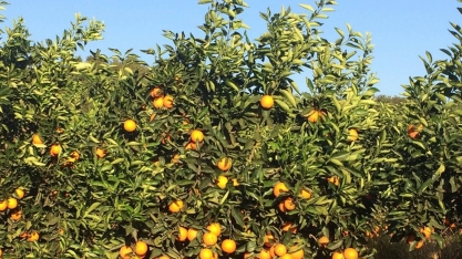 Preços da laranja caíram na última semana