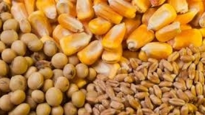 Trigo, soja e milho recuam em Chicago com clima favorável nos EUA