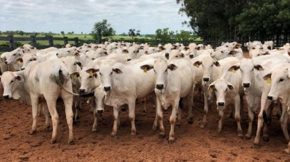 Preços da arroba do boi gordo: veja como ficaram as cotações