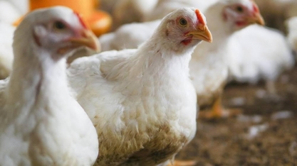 Organização mundial declara caso de gripe aviária no Brasil encerrado