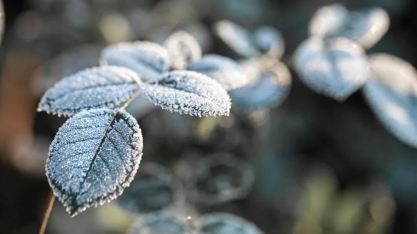 Geada negra ameaça lavouras no Sul em meio a frio intenso