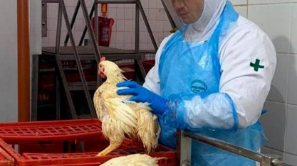 Gripe aviária: Japão e outros 16 países retiram restrições comerciais