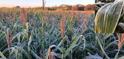 Geadas podem trazer problemas para milho do Paraná e Mato Grosso do Sul