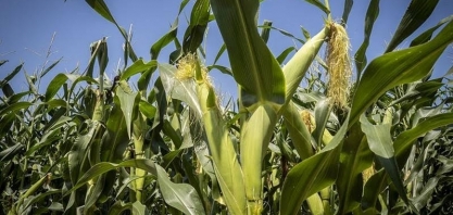 Milho cai 2% em Chicago mesmo com conflito no Oriente Médio