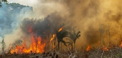 Queimadas batem recorde no Brasil em 2024, aponta MapBiomas