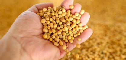 Preço da soja cai no Brasil, contrariando mercado internacional