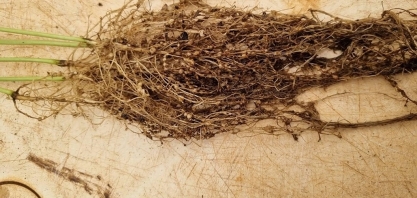 Praga avança em lavouras de soja em Mato Grosso