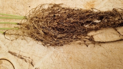 Praga avança em lavouras de soja em Mato Grosso