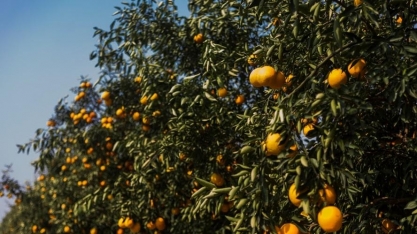 Produtor de laranja precisará de boa produtividade para fechar as contas