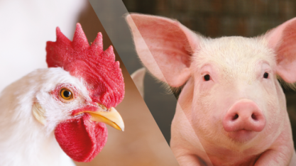 Preço do suíno sobe e eleva poder de compra do criador; frango cai