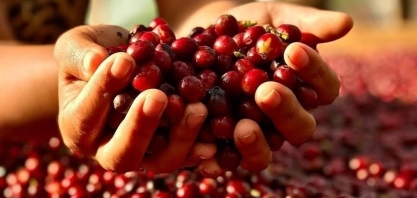 Clima piora no Brasil e dá impulso aos preços do café em NY