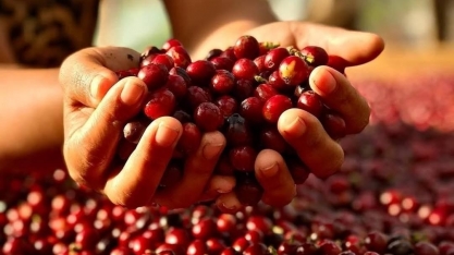 Clima piora no Brasil e dá impulso aos preços do café em NY