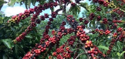 Colheita avança, e preço do café tem queda de 20% em junho no campo